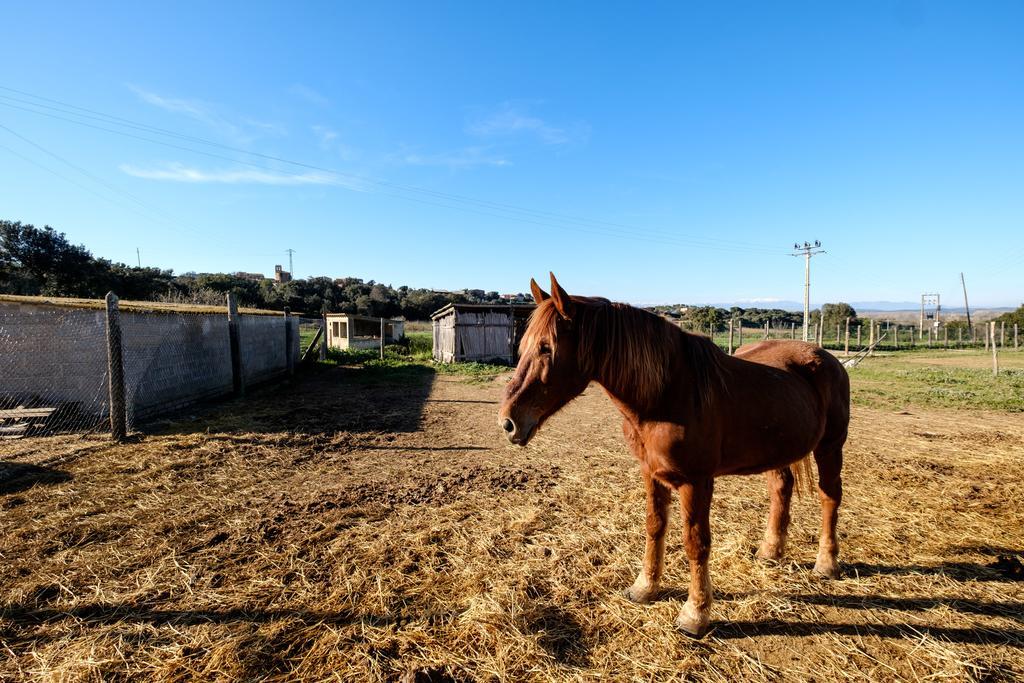Can Barnosell - Els Masos D'En Coll Llaviá Dış mekan fotoğraf